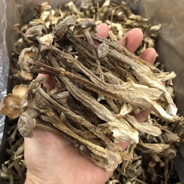 鹿茸菇