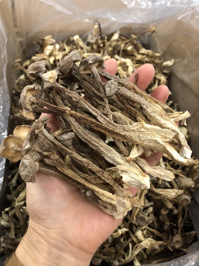 鹿茸菇