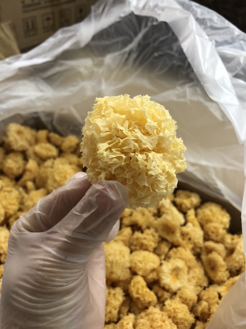 椴木银耳
