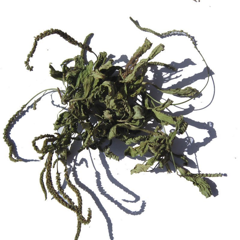 中药材车前草干货蛤蟆叶车前草干货精选车前草全草散装一公斤