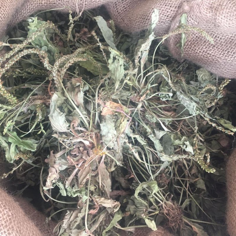 中药材车前草干货蛤蟆叶车前草干货精选车前草全草散装一公斤