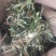 中药材车前草干货蛤蟆叶车前草干货精选车前草全草散装一公斤