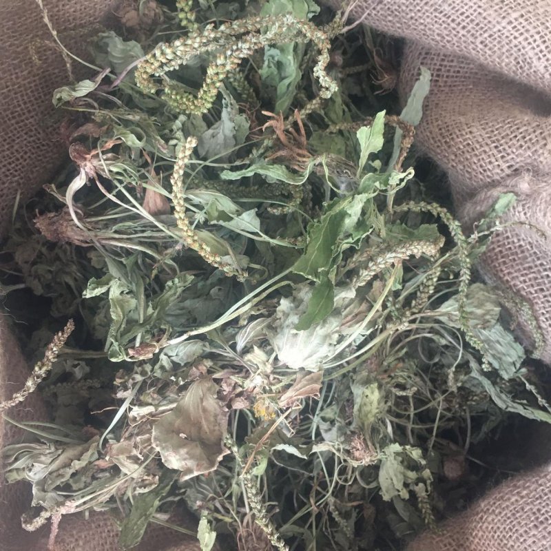中药材车前草干货蛤蟆叶车前草干货精选车前草全草散装一公斤