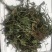 中药材车前草干货蛤蟆叶车前草干货精选车前草全草散装一公斤