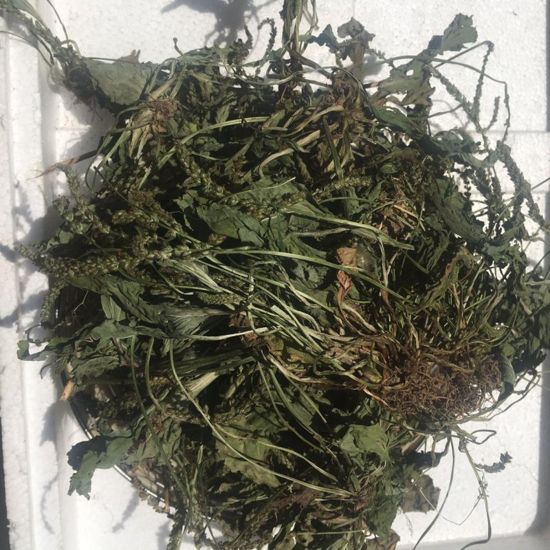 中药材车前草干货蛤蟆叶车前草干货精选车前草全草散装一公斤
