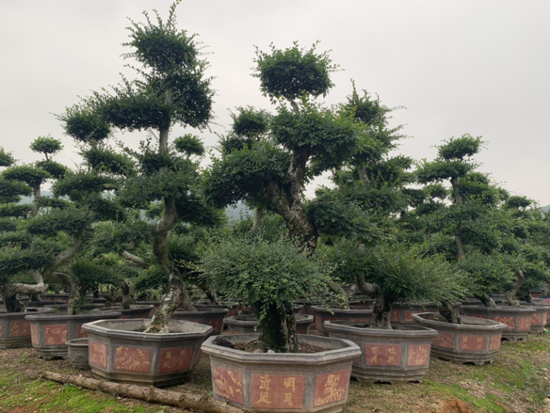 榆树春榆白榆造型盆栽欢迎来电询问库存大量