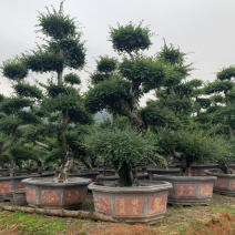 榆树春榆白榆造型盆栽欢迎来电询问库存大量