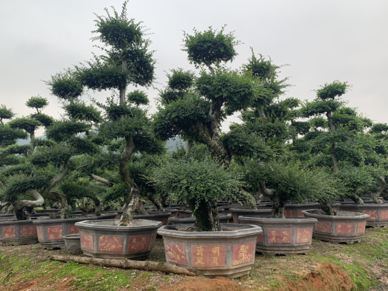 榆树春榆白榆造型盆栽欢迎来电询问库存大量