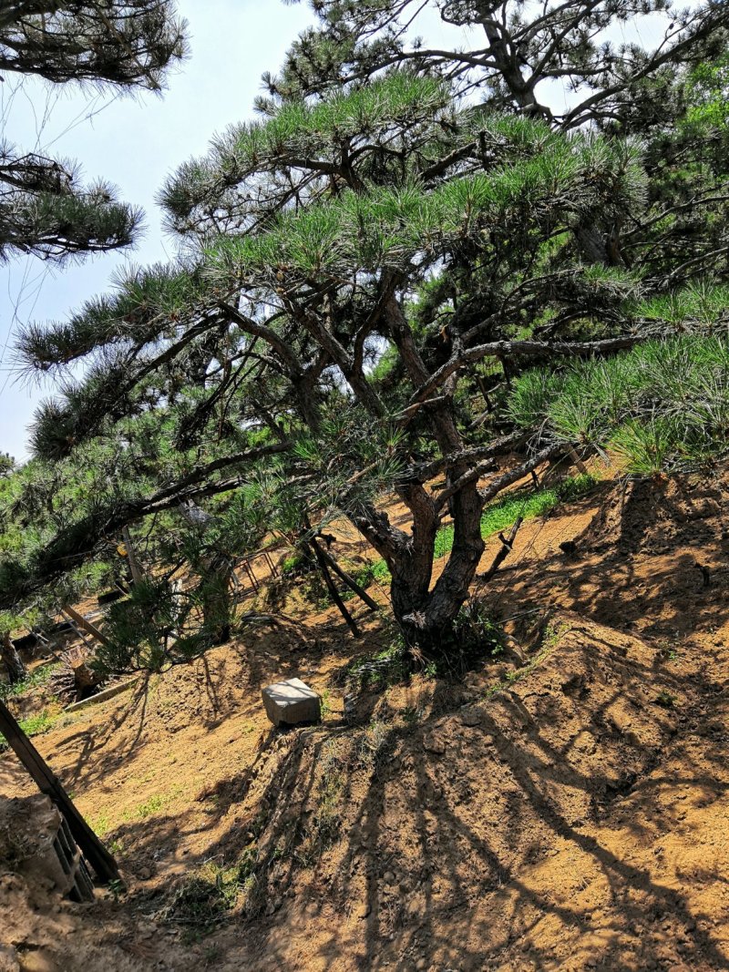 供应各种规格造型松