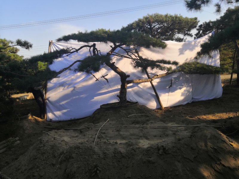 供应各种规格造型松