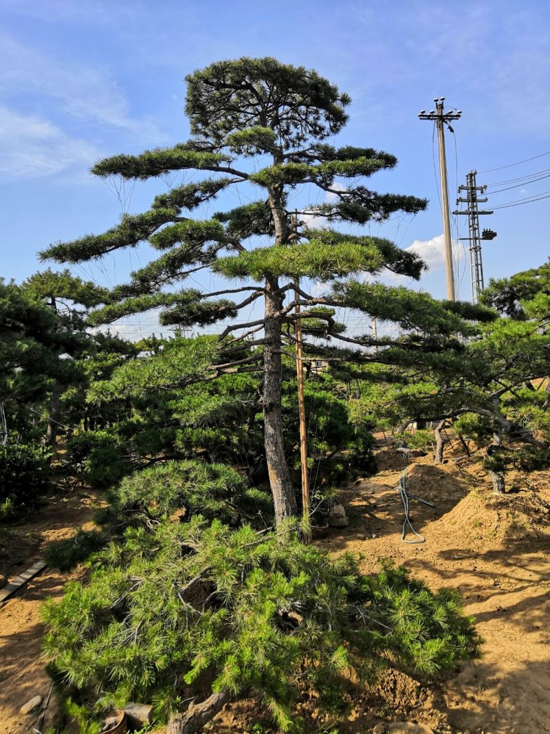 供应各种规格造型松