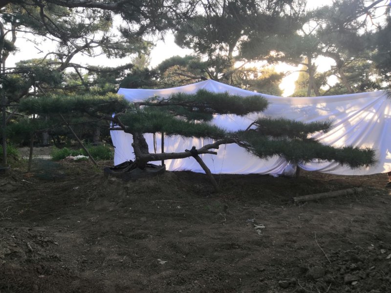 供应各种规格造型松