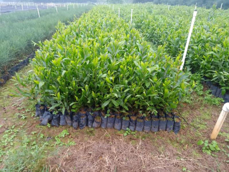 相思树苗20-50cm高，100--500高，1-5公