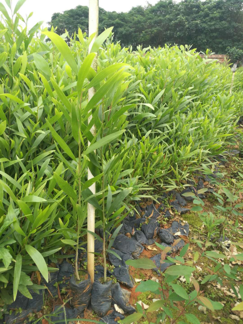 相思树苗20-50cm高，100--500高，1-5公