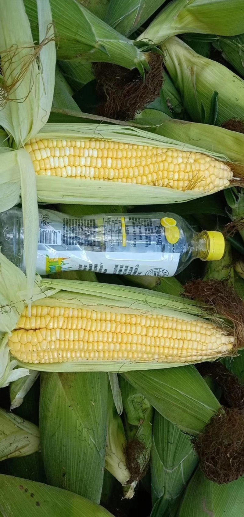 鲜黄玉米，水果玉米，甜玉米，中科、鲜玉米