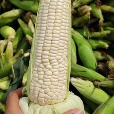 鲜玉米，白玉米，万糯2000，水果玉米，