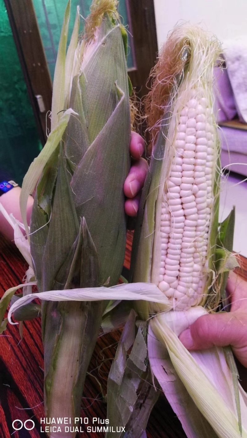 鲜玉米，白玉米，万糯2000，水果玉米，