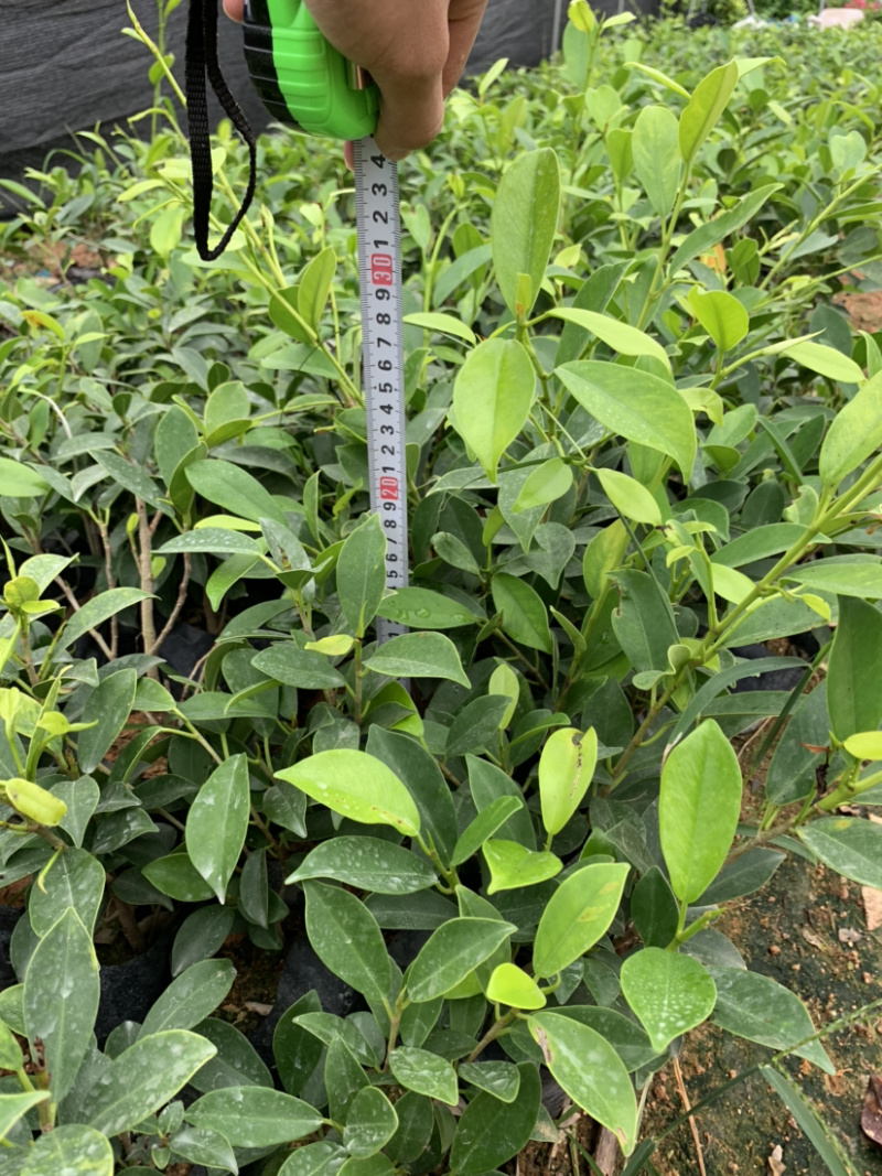黄金榕库存大量金叶榕榕树库存大量欢迎来电询问