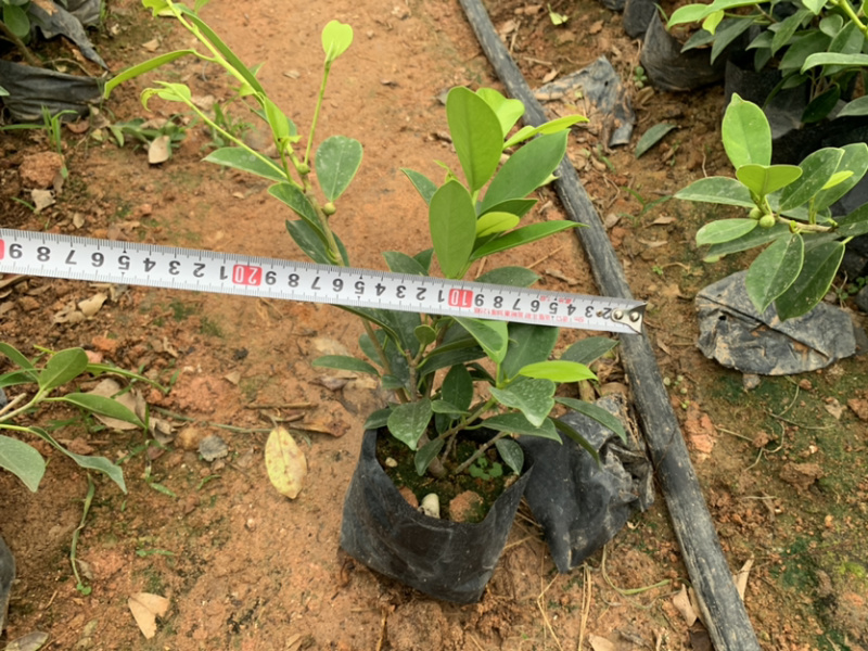 黄金榕库存大量金叶榕榕树库存大量欢迎来电询问