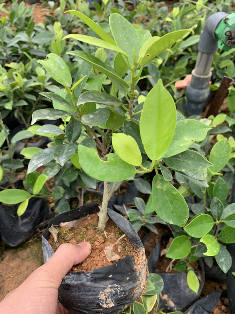 黄金榕库存大量金叶榕榕树库存大量欢迎来电询问