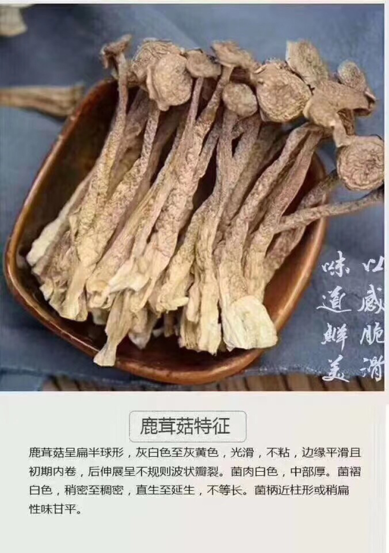 鹿茸菇