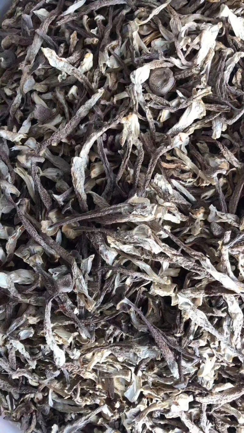 鹿茸菇