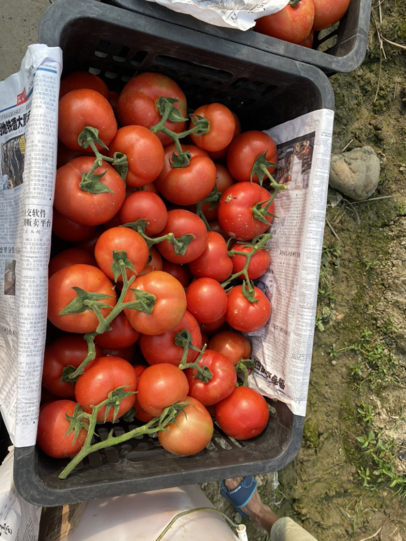 自家蔬菜基地报价都是走车价