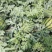 美都西瓜，无籽，自根苗，超薄皮，糖度13+不熟包退