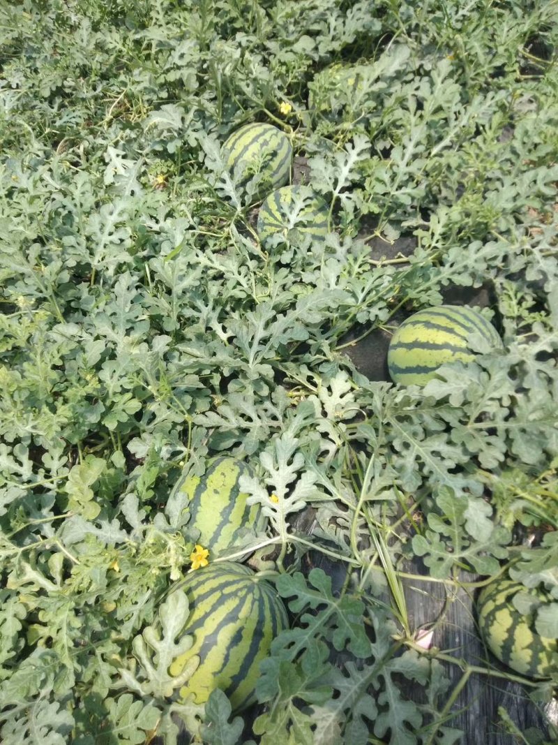 美都西瓜，无籽，自根苗，超薄皮，糖度13+不熟包退