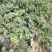 美都西瓜，无籽，自根苗，超薄皮，糖度13+不熟包退