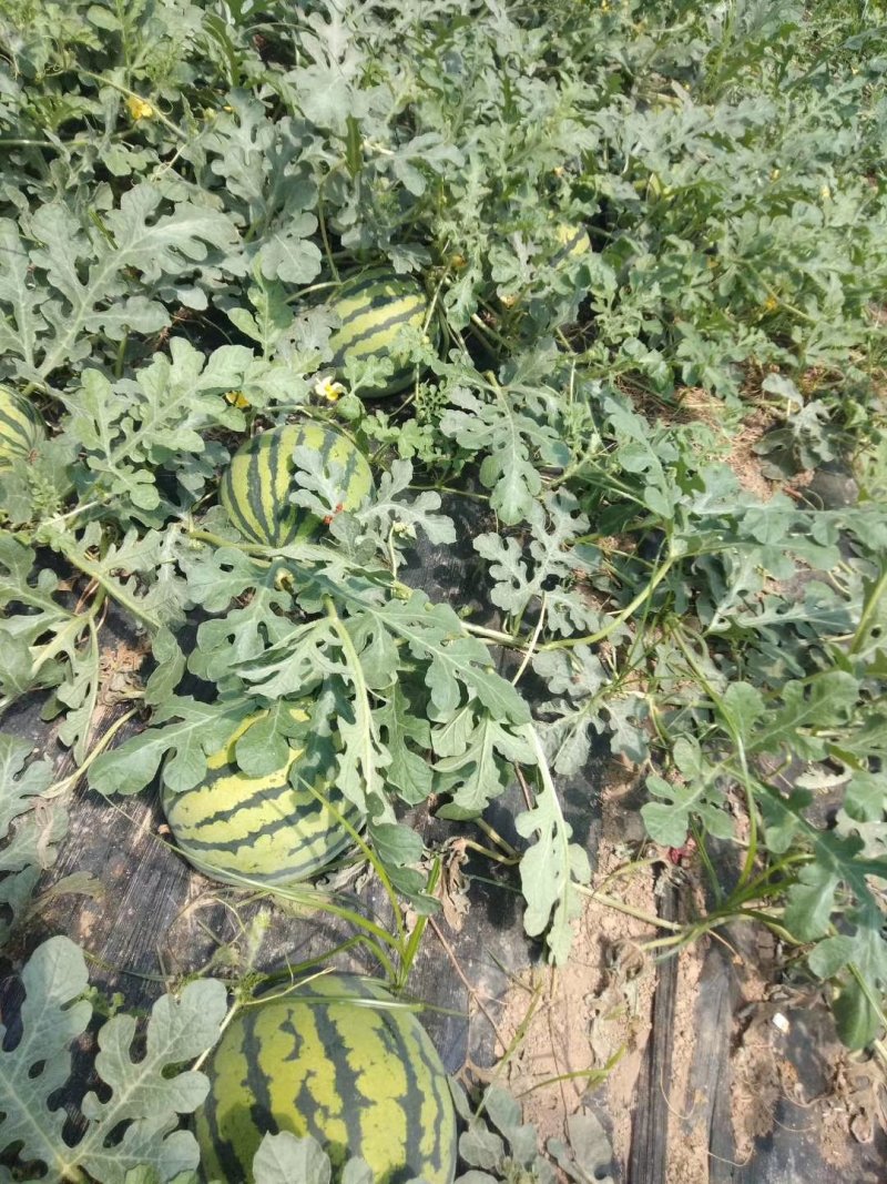 美都西瓜，无籽，自根苗，超薄皮，糖度13+不熟包退
