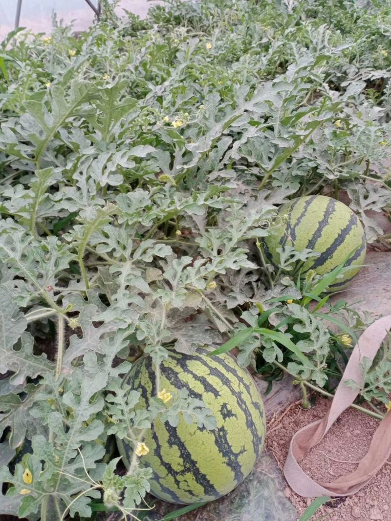 美都西瓜，无籽，自根苗，超薄皮，糖度13+不熟包退