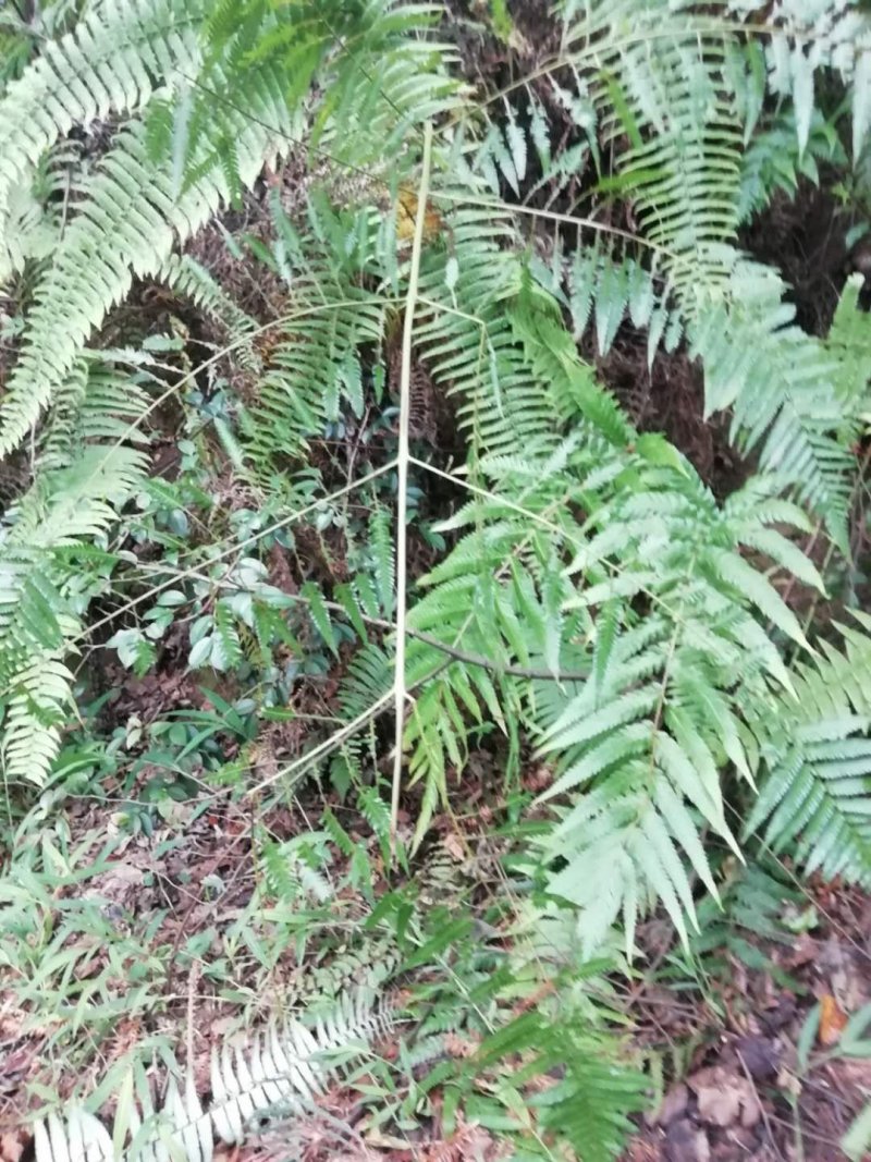 狗脊