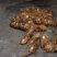 狗脊