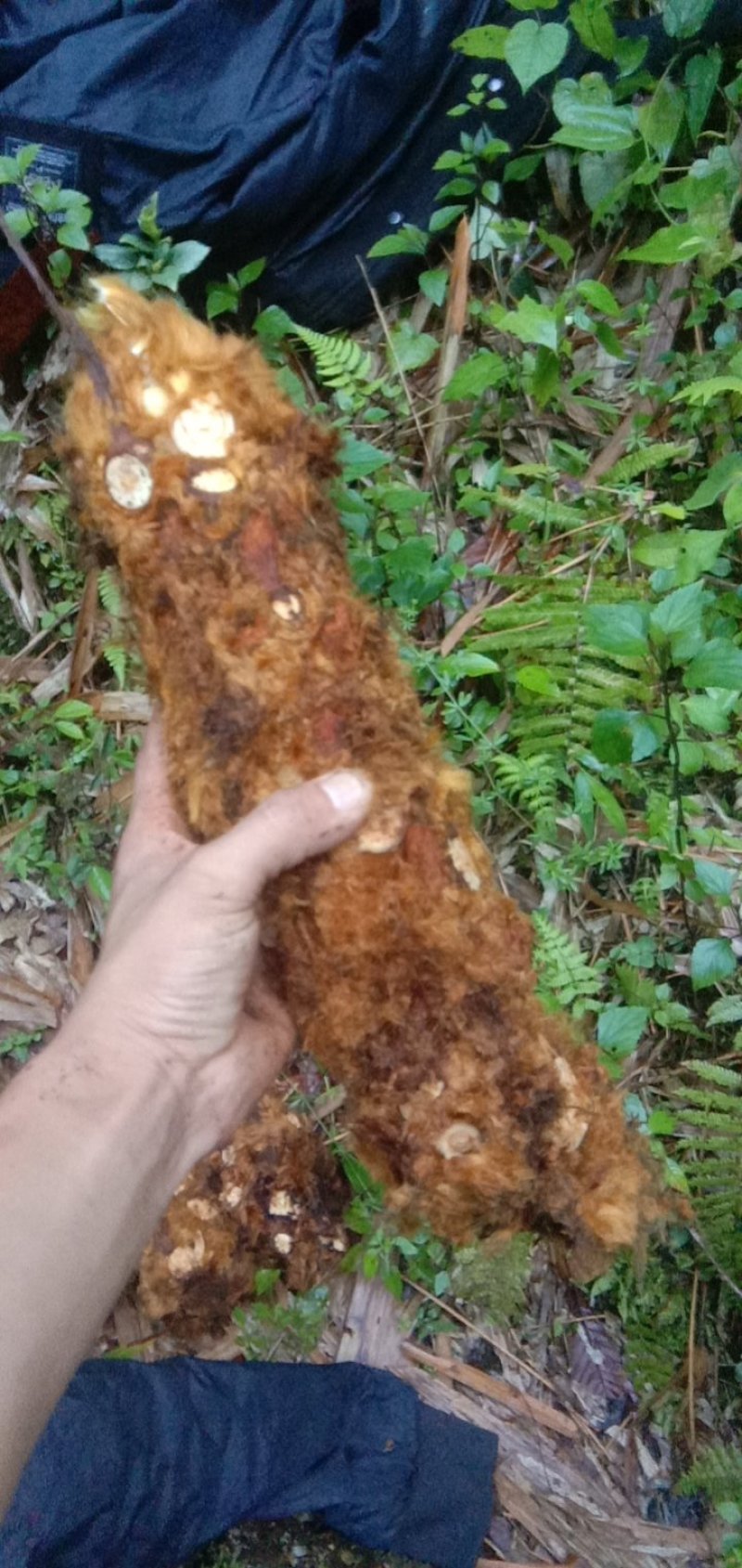 狗脊