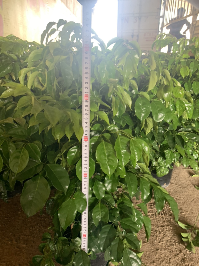 幸福树绿宝盆栽库存大量数量大欢迎来电询问