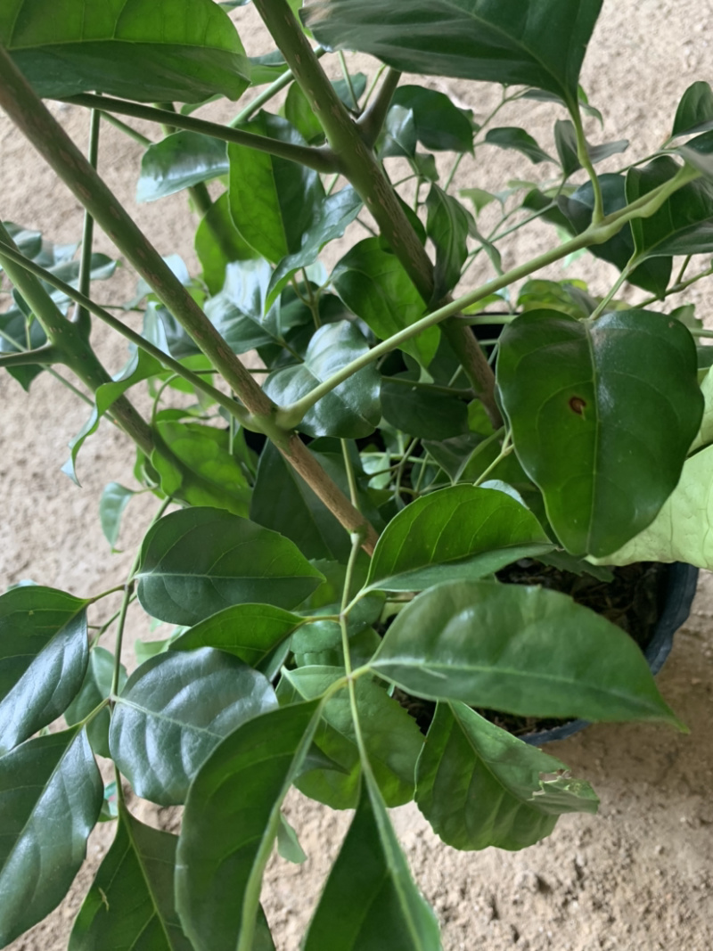 幸福树绿宝盆栽库存大量数量大欢迎来电询问