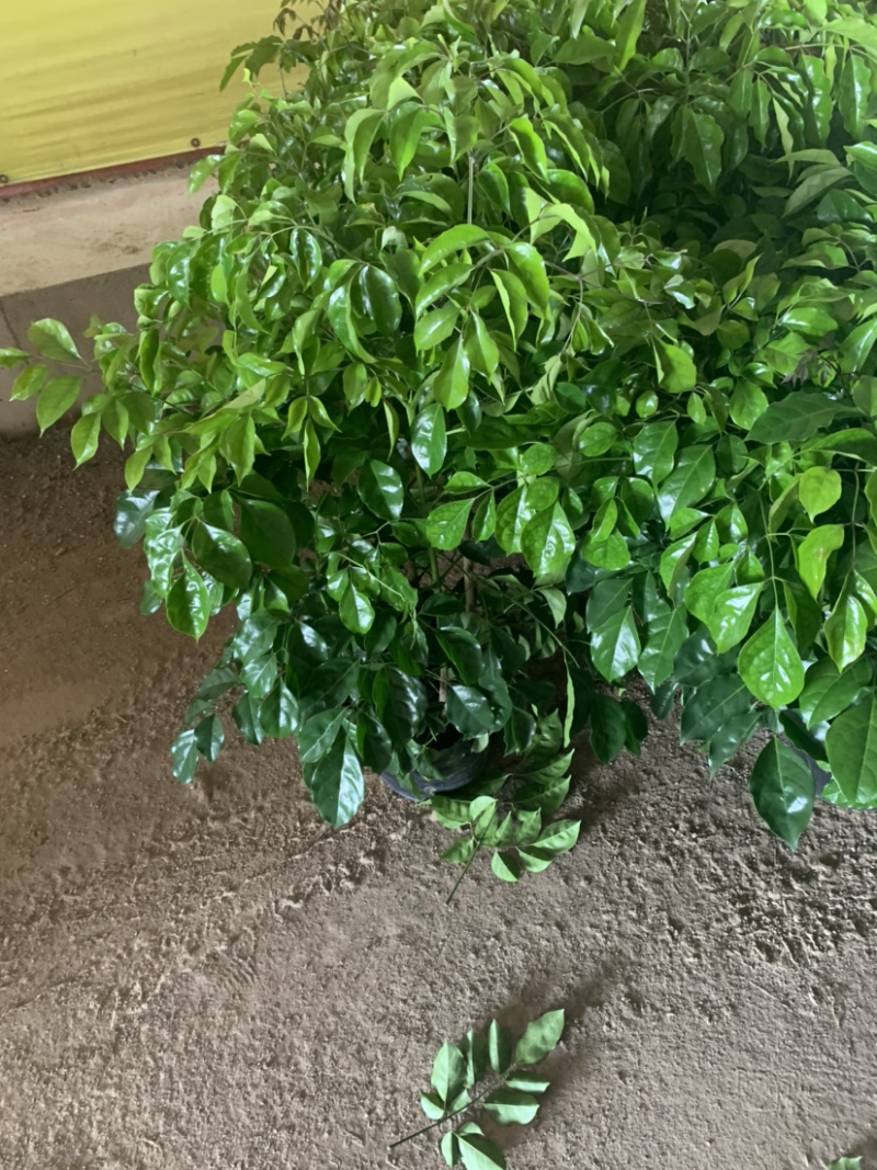 幸福树绿宝盆栽库存大量数量大欢迎来电询问