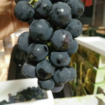 自然成熟巨峰