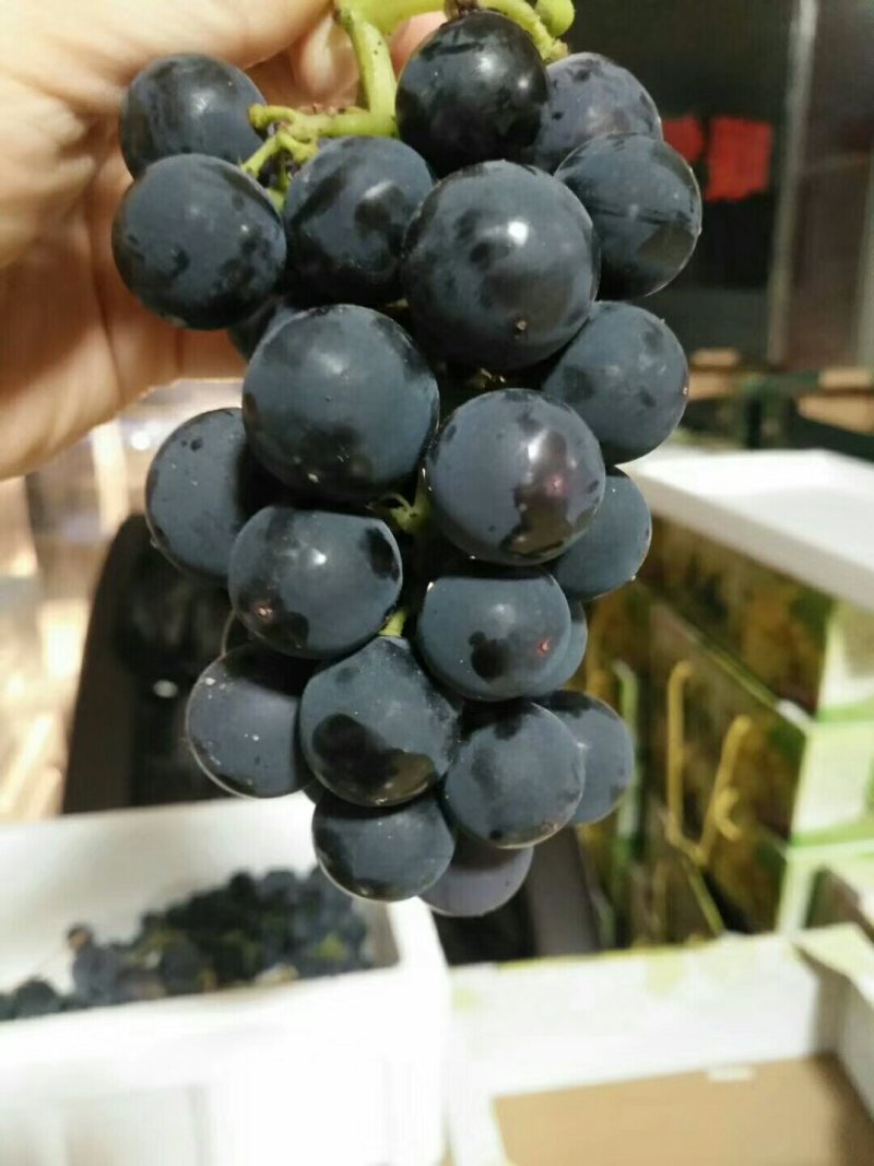 自然成熟巨峰