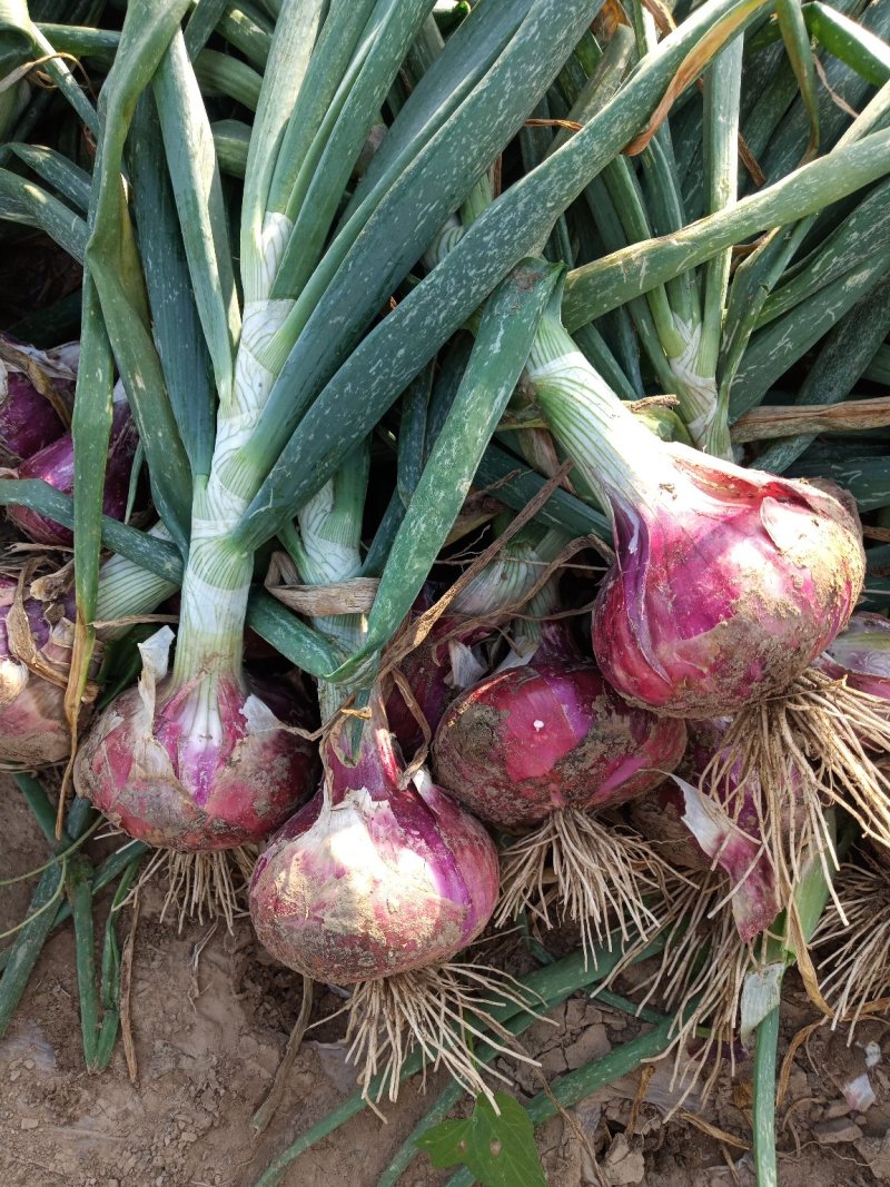 河北定州蔬菜基地大量供应优质洋葱