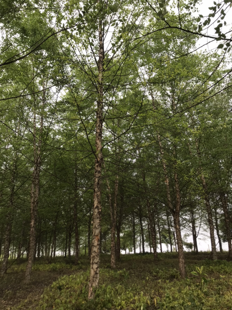 101215公分河桦价格，丛生河桦，产地直供