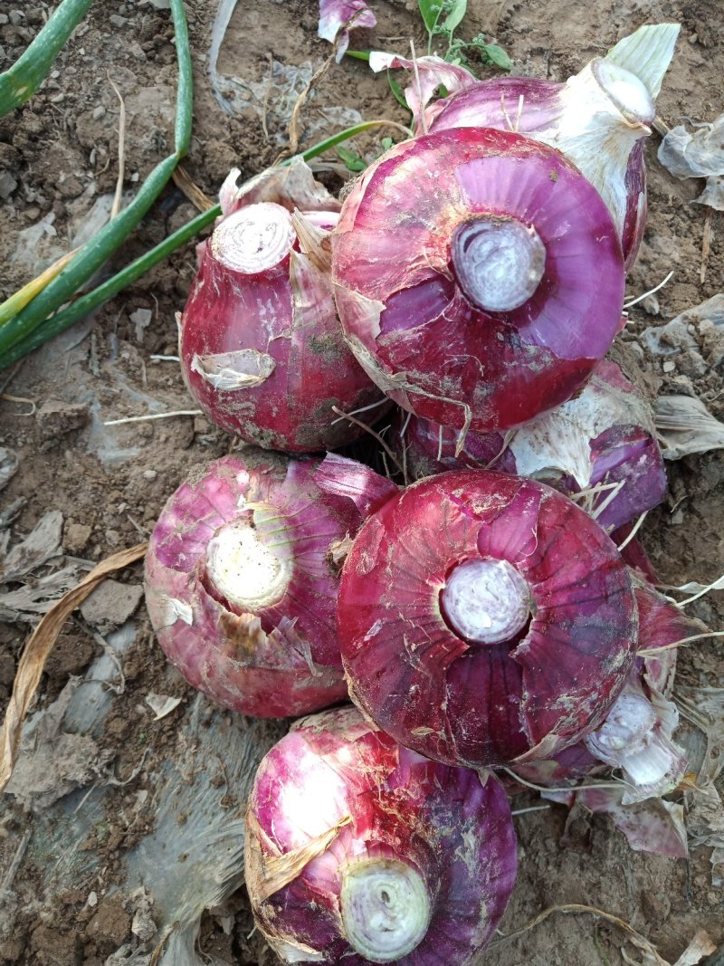 河北定州蔬菜基地大量供应优质洋葱