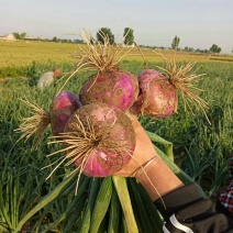 河北定州蔬菜基地大量供应优质洋葱