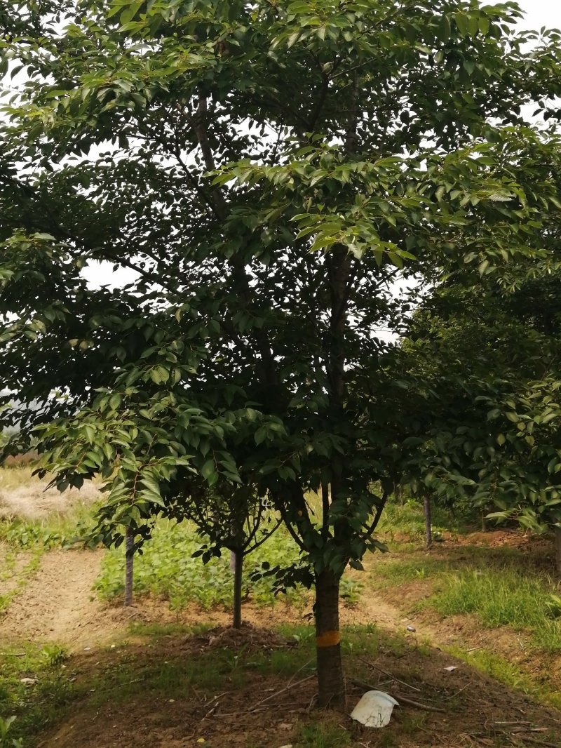 早樱绿化苗木各种规格都有