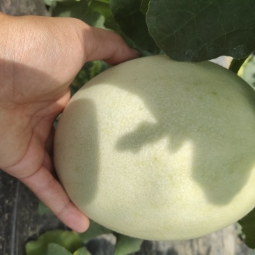 甜瓜玉菇甜瓜冰激凌瓜
