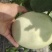 甜瓜玉菇甜瓜冰激凌瓜