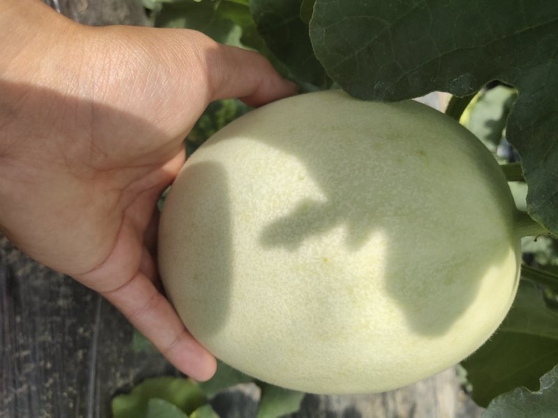 甜瓜玉菇甜瓜冰激凌瓜