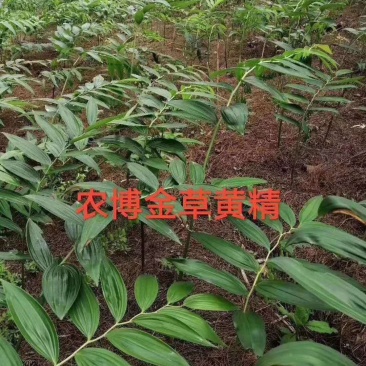 草中精