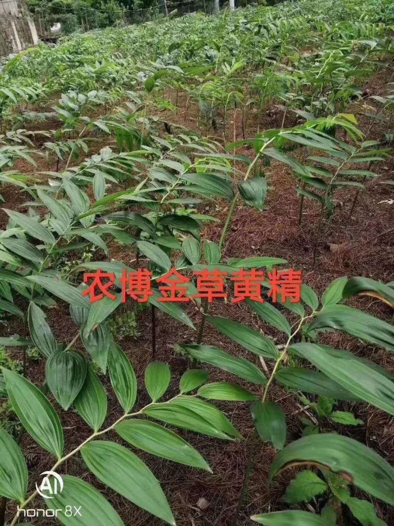 草中精